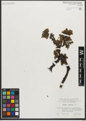 Foto von Salix retusa L.